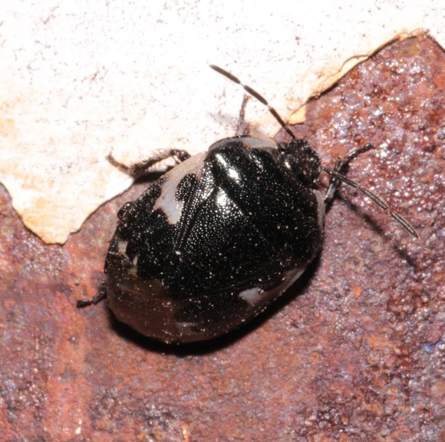Tritomegas bicolor - foltos földipoloska