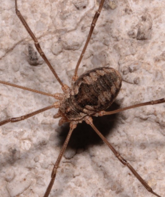 Phalangium opilio