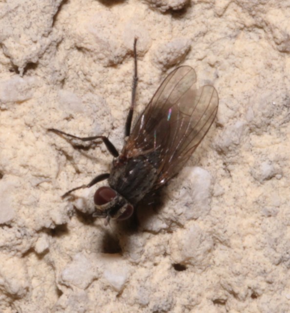 Anthomyiidae - viráglegyek