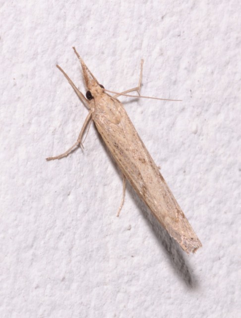 Pediasia contaminella - mocskos fűgyökérmoly