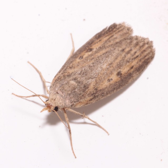 Lamoria