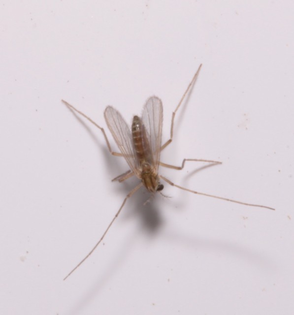 Chironomidae - árvaszúnyogok