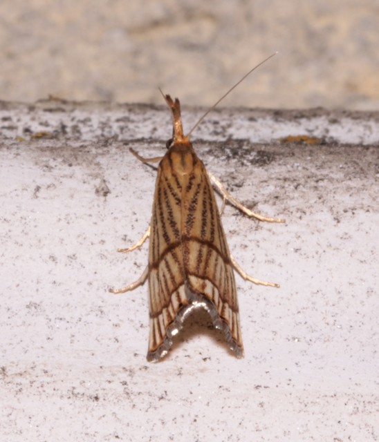 Chrysocrambus linetella - déli fűgyökérmoly