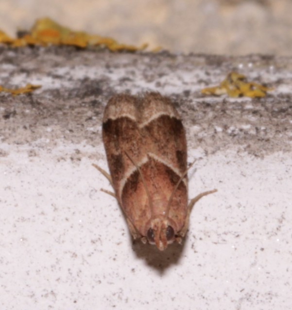 Nyctegretis lineana - agátszínű karcsúmoly
