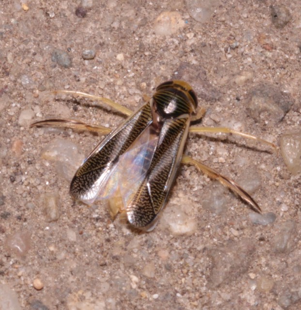 Corixidae - búvárpoloskák Corixidae - búvárpoloskák