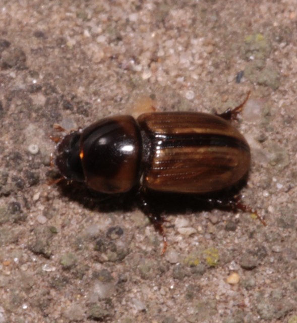Aphodius lividus - turjáni trágyabogár