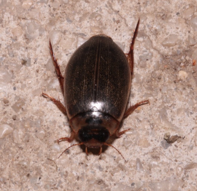Rhantus frontalis - sárgamellű particsíkbogár