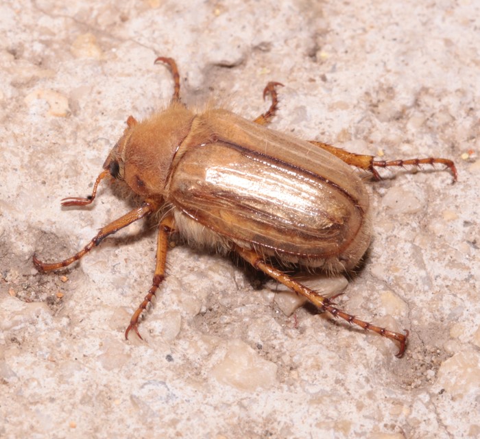 Amphimallon solstitiale - bordás sárgacserebogár