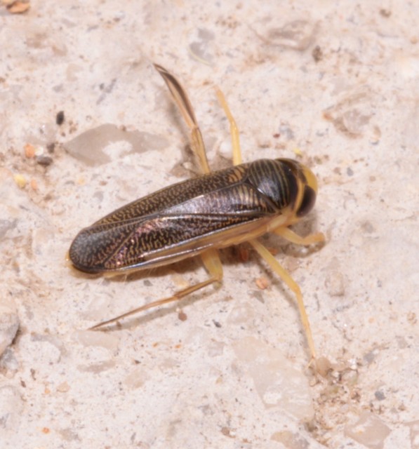 Corixidae - búvárpoloskák Corixidae - búvárpoloskák