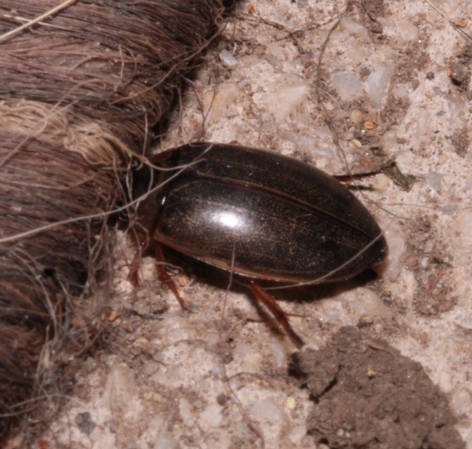 Rhantus frontalis - sárgamellű particsíkbogár