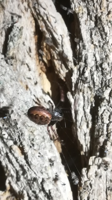 Nuctenea umbratica - közönséges rés-keresztespók