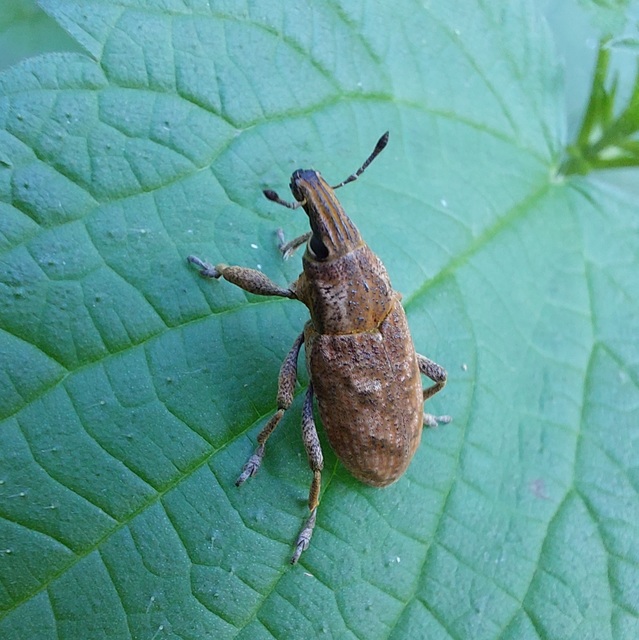 Cleonis pigra - közönséges bogáncsbarkó
