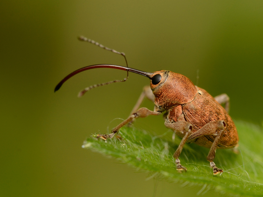 Curculio glandium - tölgymakkzsuzsóka