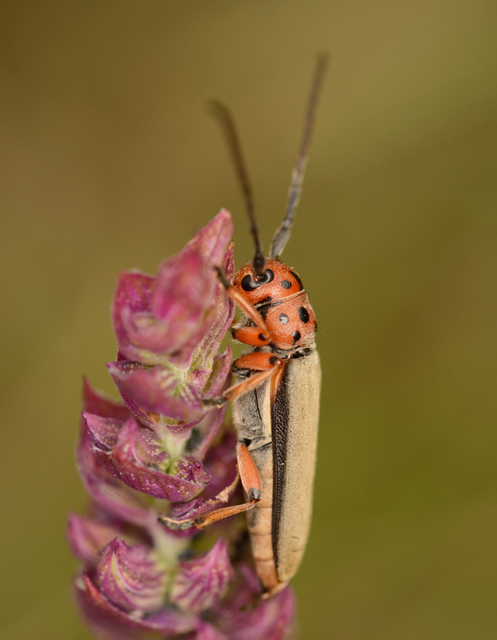Phytoecia argus - árgusszemű cincér