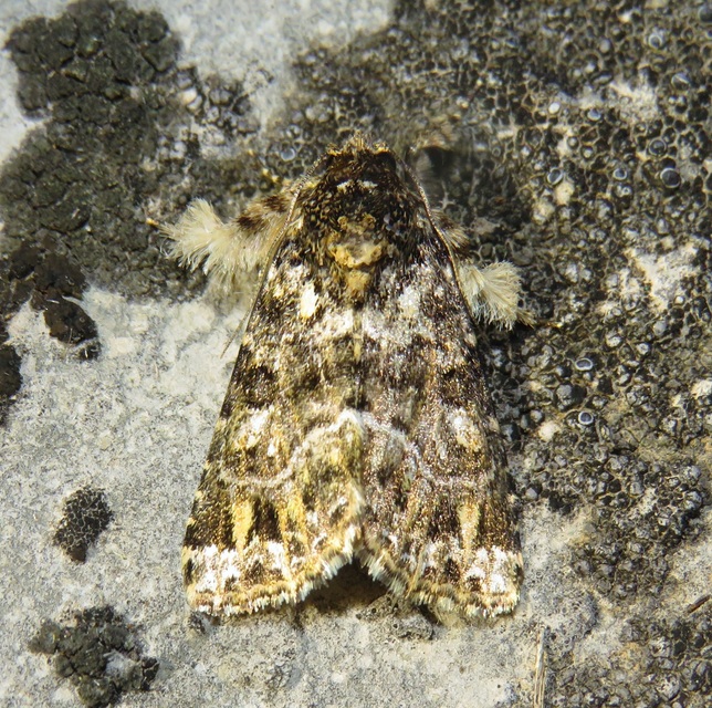 Callopistria latreillei - gyöngypettyes bagoly
