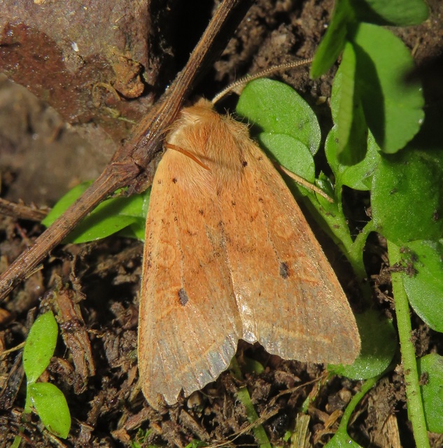 Leptologia macilenta - gyertyán-őszibagoly
