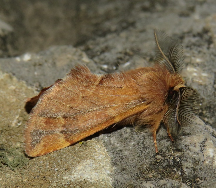 Ptilophora plumigera - tollas púposszövő
