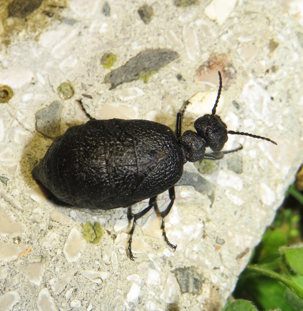Meloe rugosus - ráncos nünüke