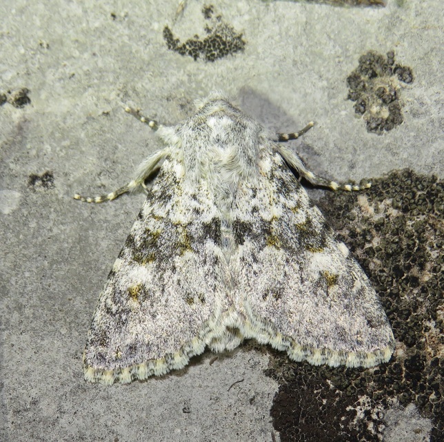 Polymixis rufocincta isolata - magyar tarkabagoly