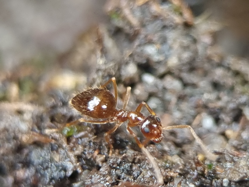 Prenolepis nitens - ragyogóhangya