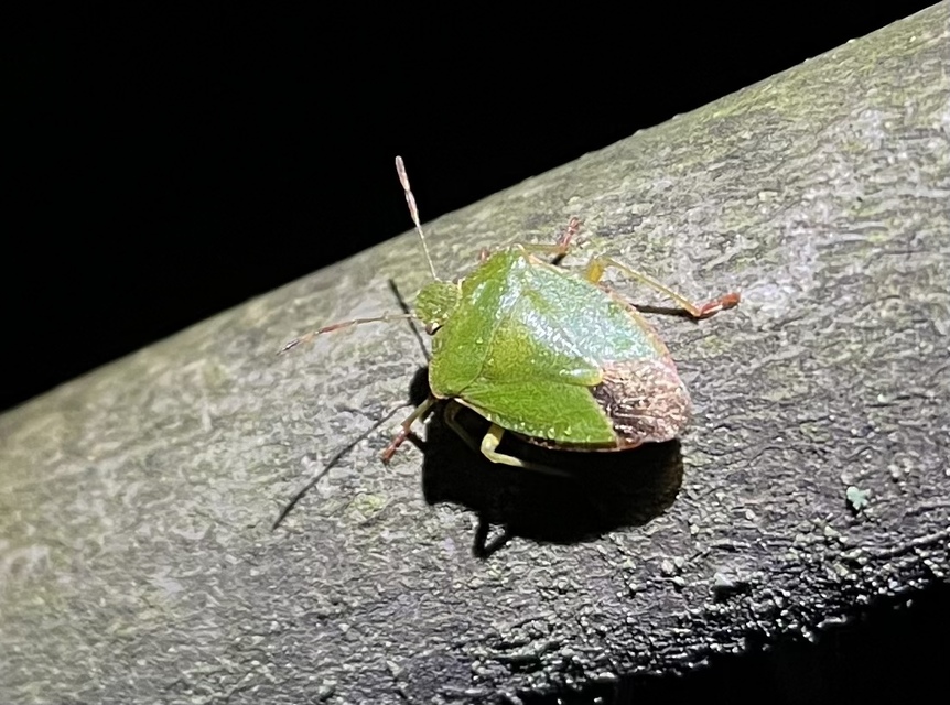 Palomena prasina - zöld bogyómászó-poloska Palomena prasina - zöld bogyómászó-poloska