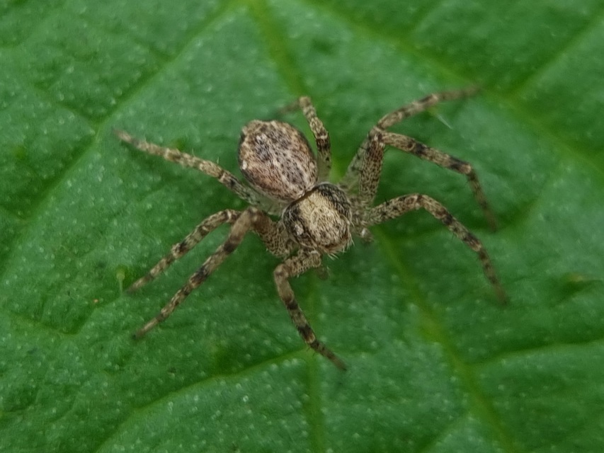 Philodromus