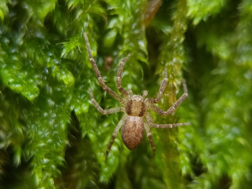 Philodromus