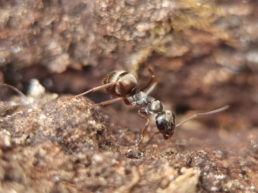 Formica fusca - kormos rabszolgahangya