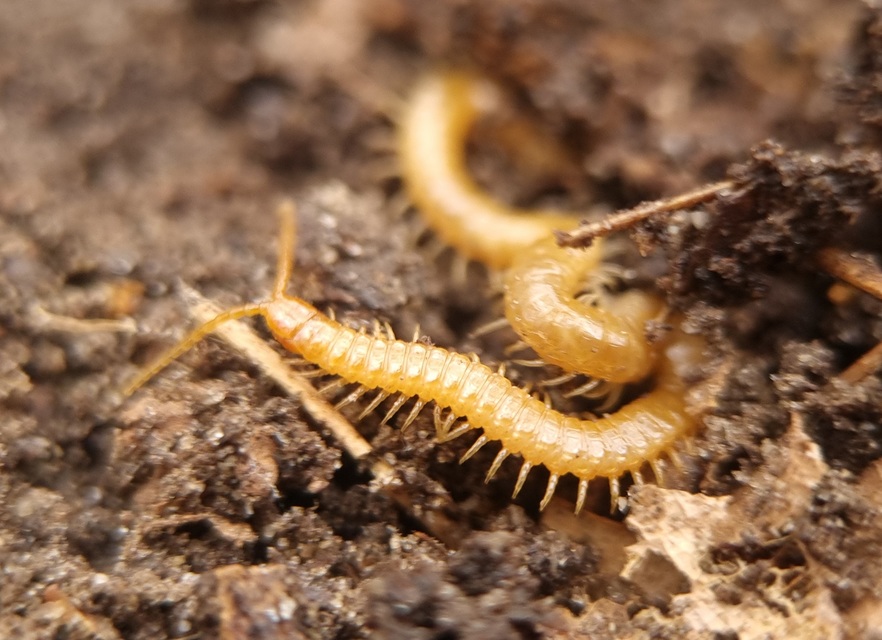 Geophilidae