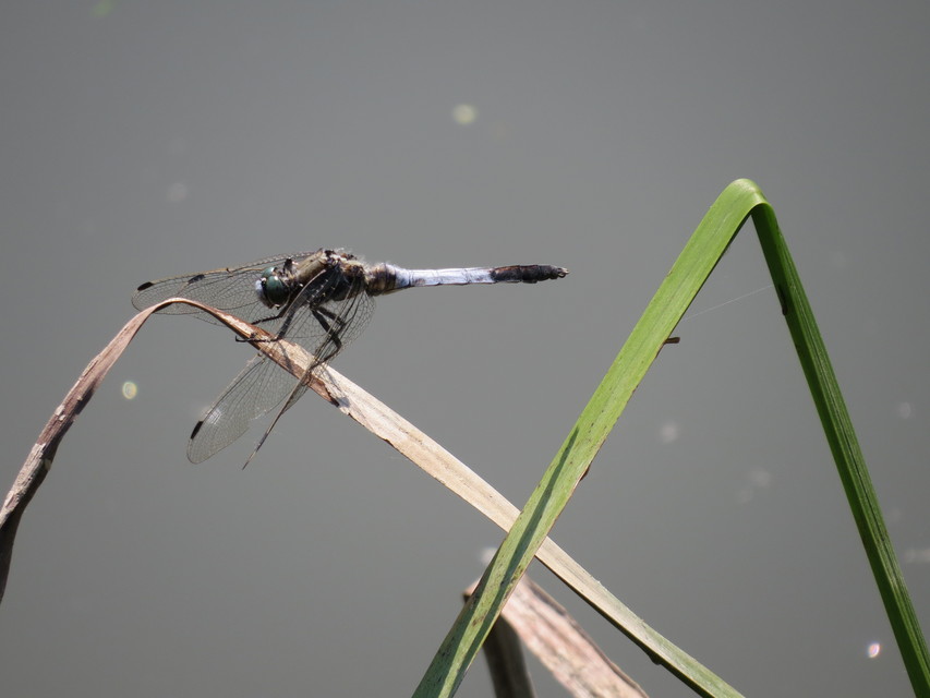 Orthetrum albistylum - fehérfarkú pásztorszitakötő