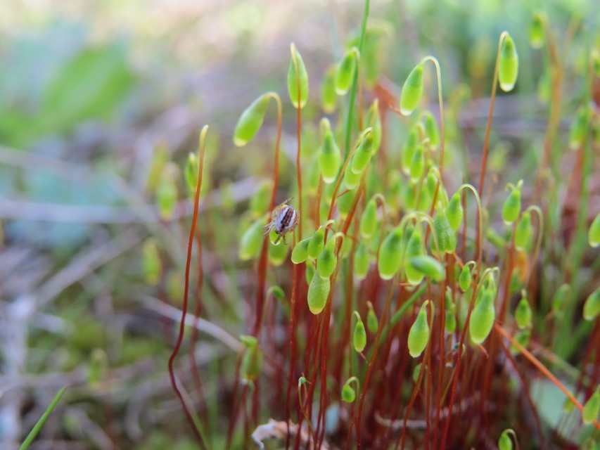 Mangora acalypha - réti keresztespók