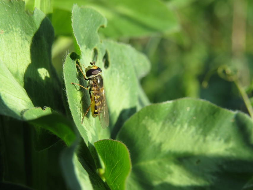 Eupeodes