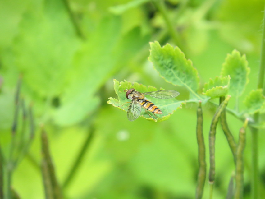 Episyrphus balteatus - ékfoltos zengőlégy