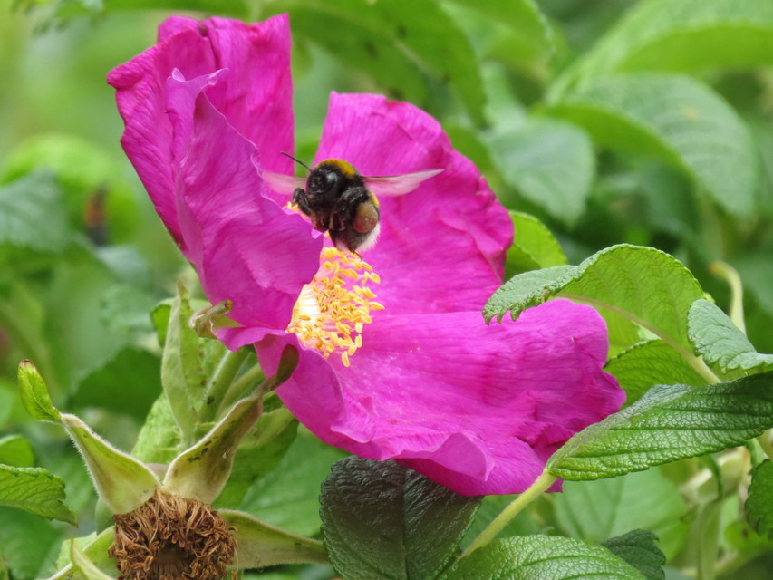 Bombus terrestris/lucorum