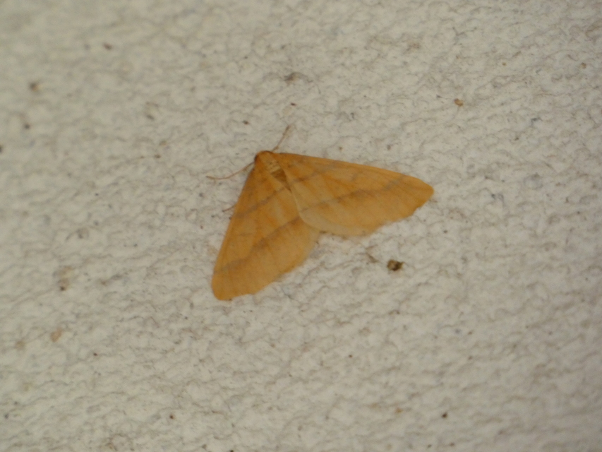 Agriopis aurantiaria - aranysárga téliaraszoló