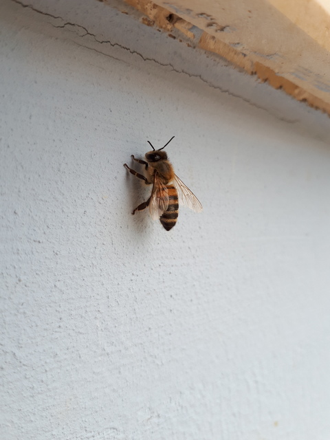 Apis mellifera - háziméh