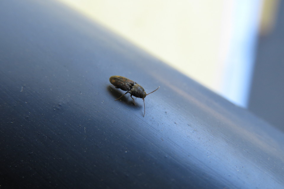 Drasterius bimaculatus - változékony pattanó