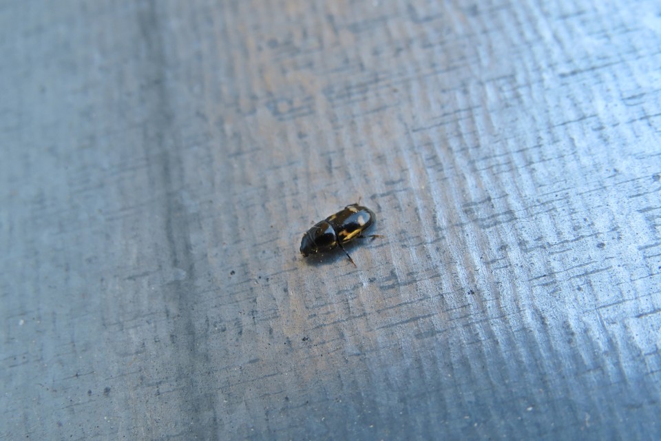 Glischrochilus quadrisignatus - amerikai fénybogár Glischrochilus quadrisignatus - amerikai fénybogár