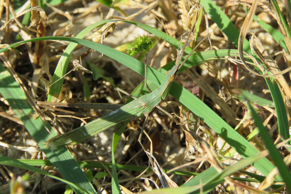 Acrida ungarica - sisakos sáska