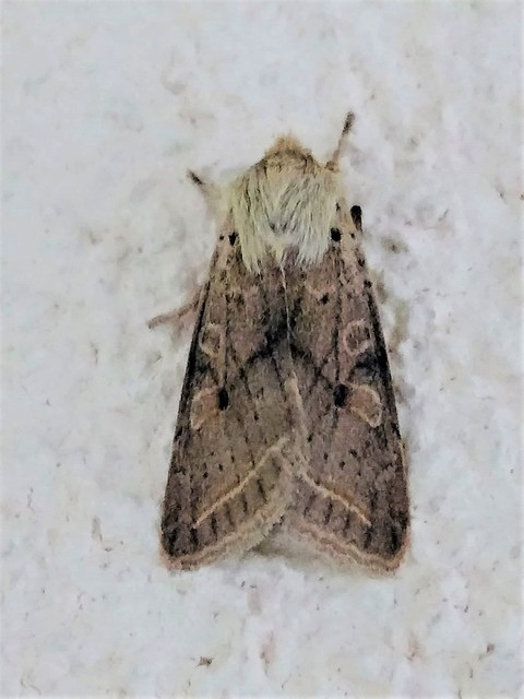 Leptologia macilenta - gyertyán-őszibagoly