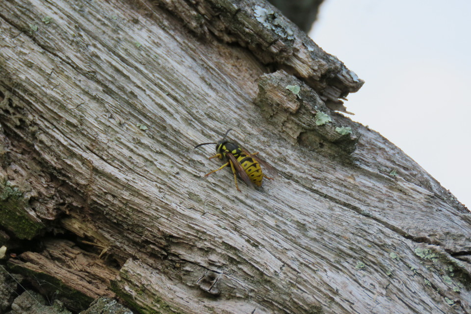 Vespula