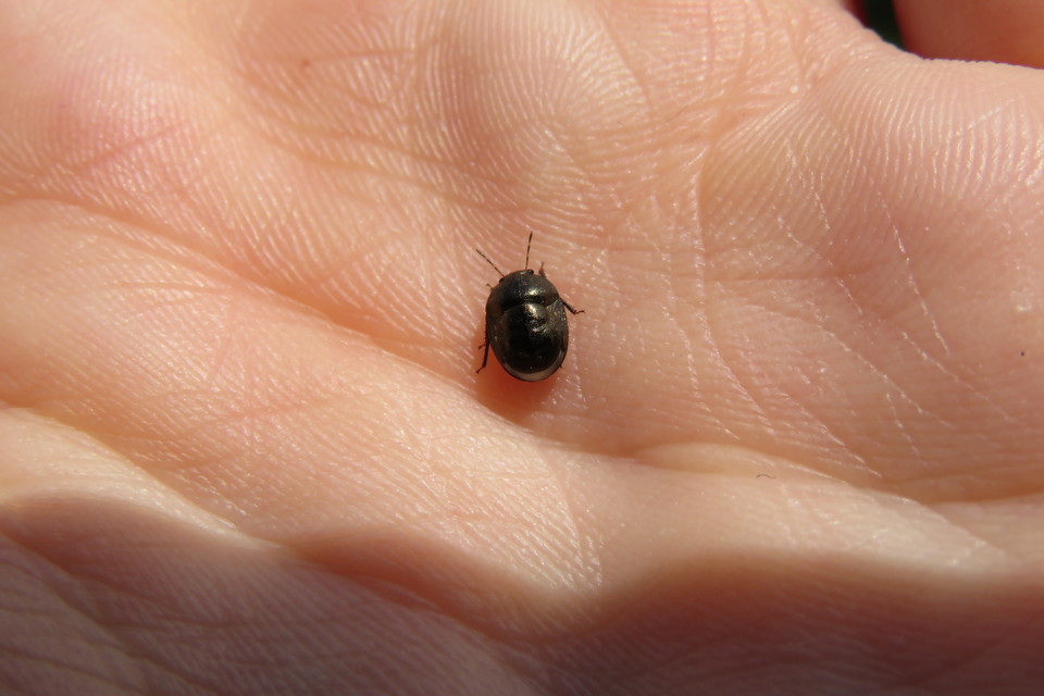 Thyreocoris