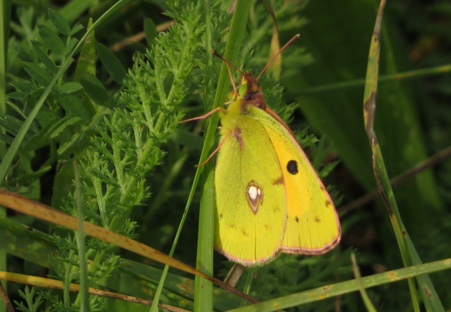 Colias croceus - sáfránylepke