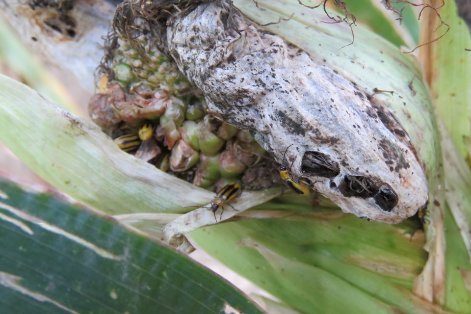 Diabrotica virgifera - amerikai kukoricabogár