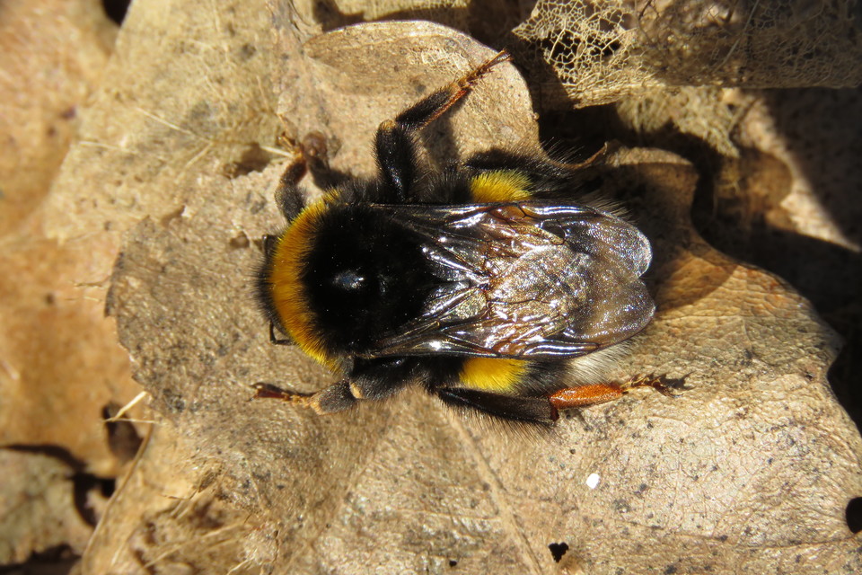 Bombus terrestris/lucorum