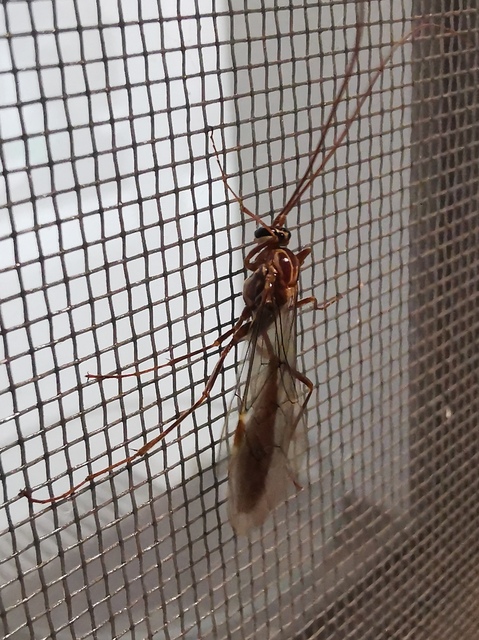 Ophion obscuratus