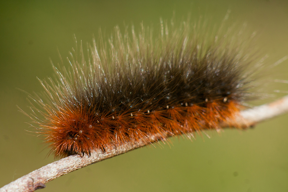 Arctia caja - közönséges medvelepke