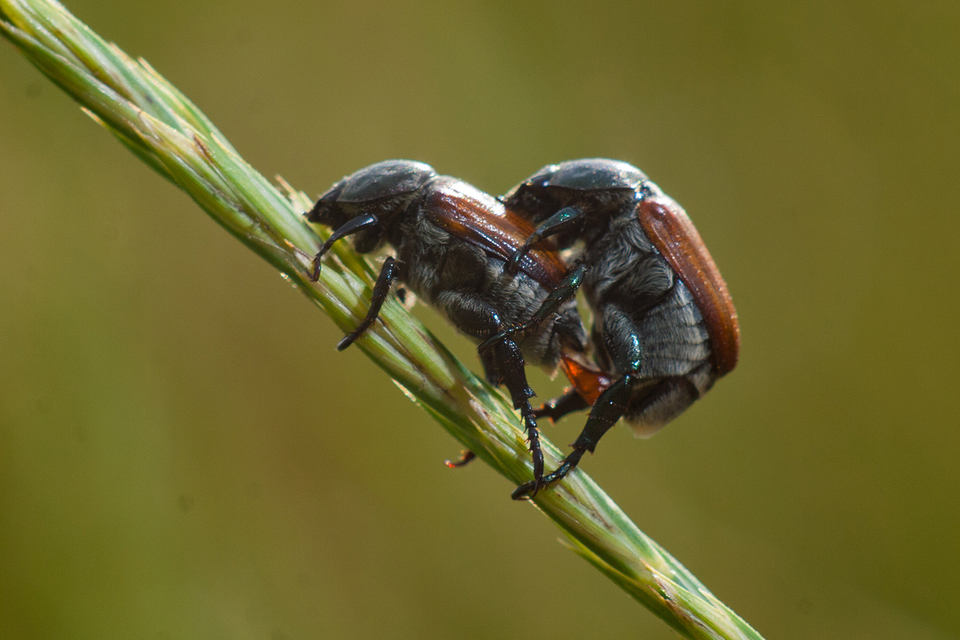 Anisoplia lata - széles szipoly Anisoplia lata - széles szipoly
