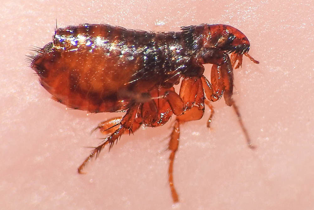 Ctenocephalides felis