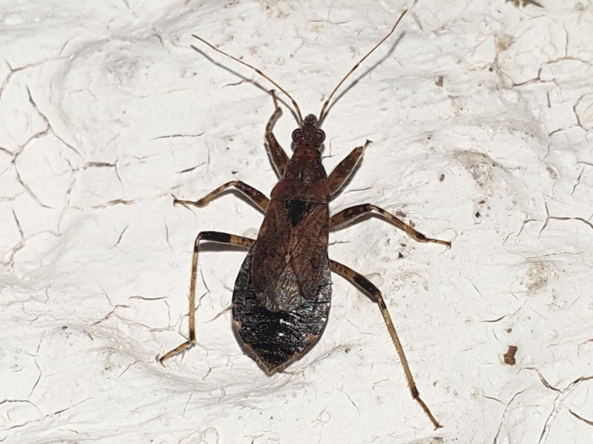 Himacerus